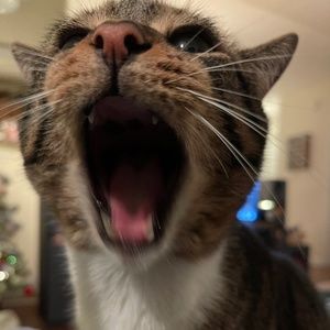 Meet your Posher, Miz